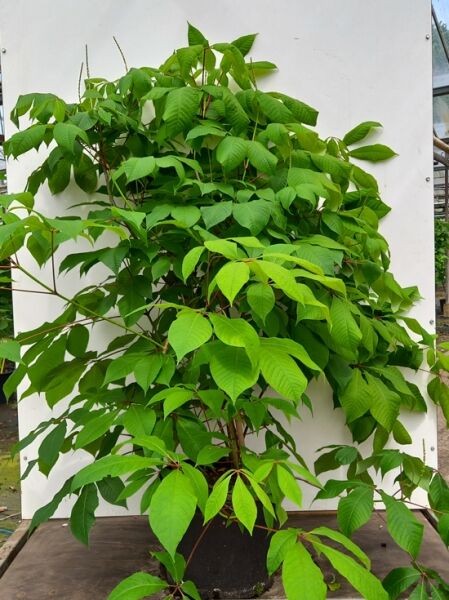 Strauch-Rosskastanie (Aesculus parviflora) 150–175 cm, C70, mehrtriebiger Strauch im Topf mit grünem Laub