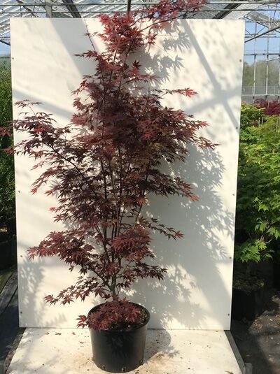 Acer palmatum 'Fireglow' (Roter Fächer-Ahorn) Japanischer Ahorn, 150-175 cm, C25 im Topf mit rotlaubigem Wuchs