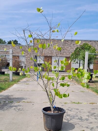 Kanadischer Judasbaum 'Royal White' - Cercis canadensis 'Royal White' (874752)