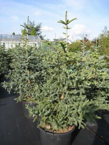 Spanische Tanne 'Glauca' / Spanische Tanne 'Glauca'