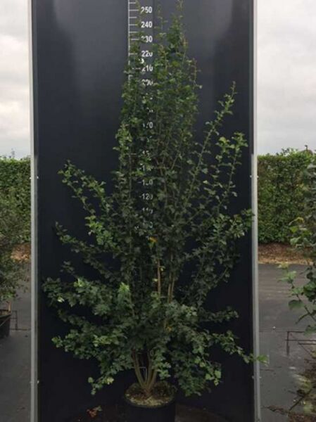 Eingriffeliger Weißdorn (Crataegus monogyna) 200–225 cm im C20-Container, mehrtriebiger Strauch mit grünem Laub.