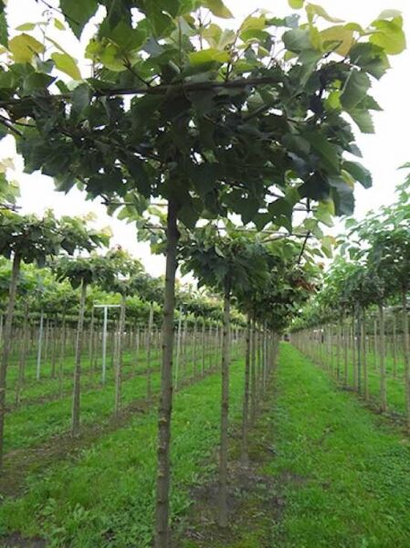 Gold-Linde / Tilia europaea 'Pallida' Dachform/Dachspalier
