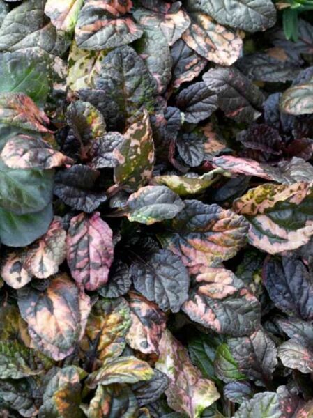 Mehrfarbiger Garten-Günsel 'Multicolor' / Ajuga reptans 'Multicolor'