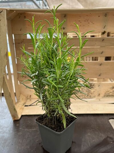 Garten-Lavendel 'Peter Pan' (Lavandula angustifolia) P9 im Topf mit aufrechtem, buschigem Wuchs und schmalen grünen Blättern