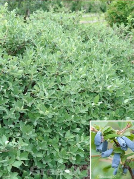 Kamtschatka-Heckenkirsche / Kamtschatka-Heckenkirsche