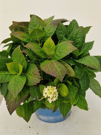 Bauern-Hortensie Hydrangea macrophylla 'Endless Summer®' weiß, 40–60 cm C10, mit grünen Blättern und weißen Blütenständen im Topf.