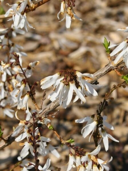 Abeliophyllum distichum 'Roseum', Rosenforsythie mit weißen, länglichen Blüten an verzweigten Ästen im Frühling.