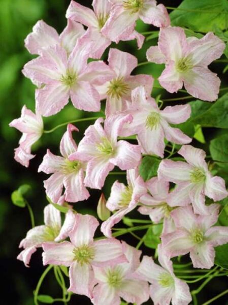Clematis viticella 'Little Nell' / Waldrebe 'Little Nell'