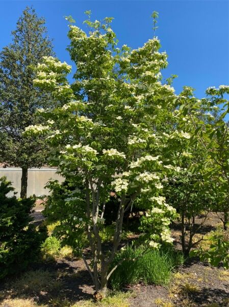Japanischer Blumen-Hartriegel Cornus kousa 'Aurora' 400-450 cm m. Db., mehrstämmiger Baum mit grünen Blättern und weißen Blütenständen