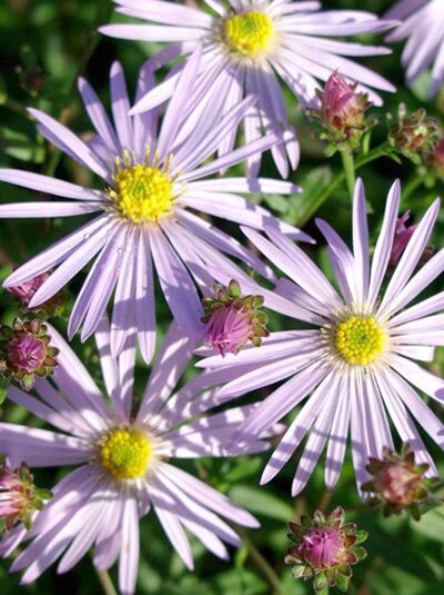 Pyrenäen-Aster 'Lutetia' / Aster pyrenaeus 'Lutetia'