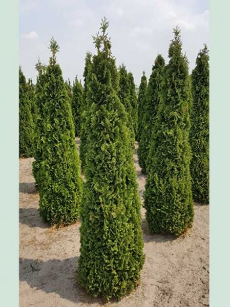Thuja occidentalis 'Degroot's Spire' / Lebensbaum 'Degroot's Spire'