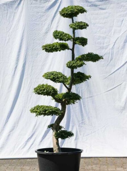 Feldulme (Ulmus minor) 'Jacqueline Hillier' Garten-Bonsai, ca. 180 cm hoch, 80 cm breit, in Topf, etagenförmig geschnittene Krone.