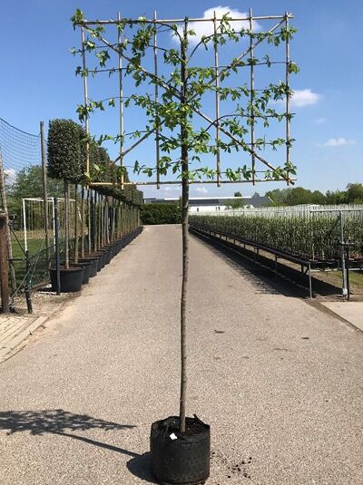Carpinus betulus 'Spalier' (Hainbuche) Hochstamm-Spalier im Container, Stamm 180 cm, Spalierkrone 120 x 150 cm