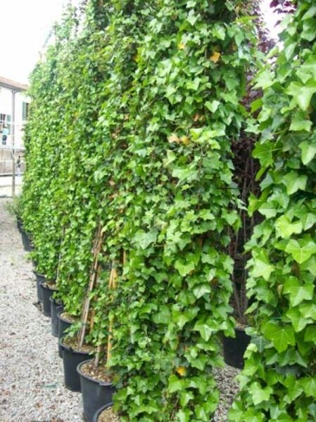 Irischer Efeu (Hedera hibernica / Hedera helix 'Hibernica') 350–400 cm, C35, im Topf als hohe, dicht belaubte Kletterpflanze.