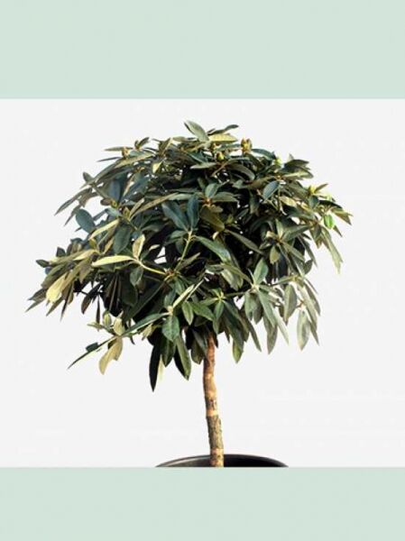 Rhododendron 'Arabella' auf Stamm (Rhododendron yakushimanum 'Arabella'), 40–60 cm Stamm, Krone 50–60 cm breit, im Topf