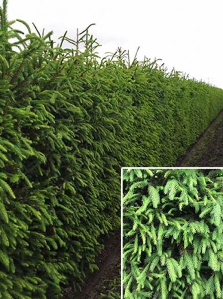 Picea abies / Rottanne / Fertighecke / Heckenelement 200 cm
