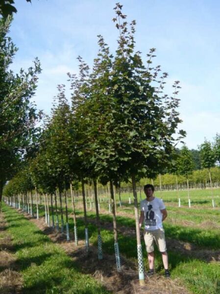 Spitz-Ahorn (Acer platanoides) Hochstamm 20-25 StU, Baum mit geradem Stamm und dichter, grüner Krone in Baumschule