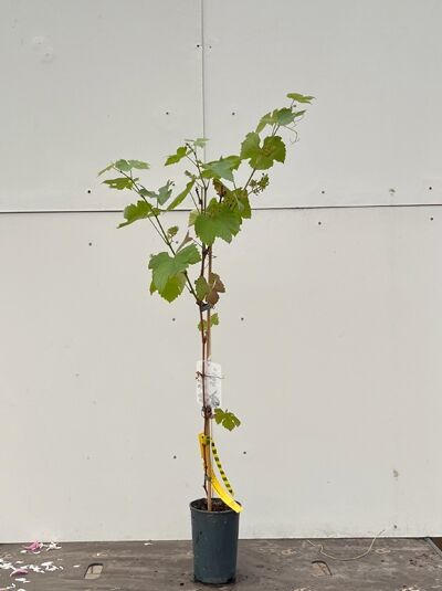 Weintraube 'Attika' / Weintraube 'Attika'