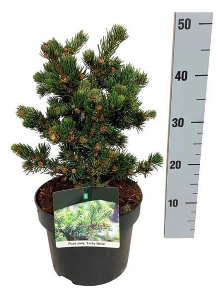 Stech-Fichte 'Lucky Strike' / Picea pungens 'Lucky Strike'