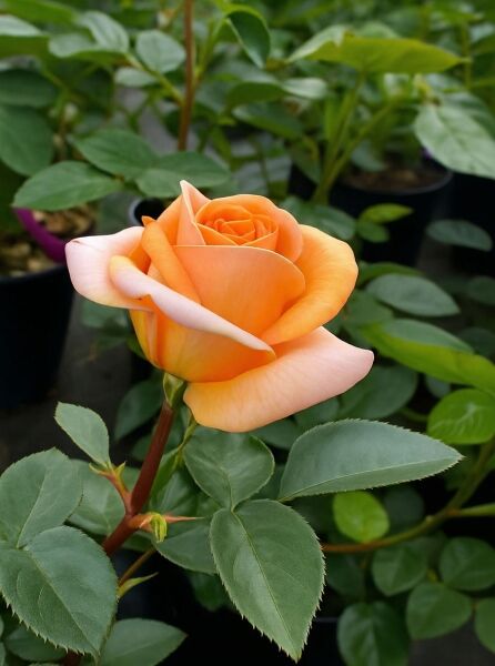 Strauchrose Rosa 'Circle of Life' mit orangefarben-rosafarbener Blüte und grünem Laub am Trieb.