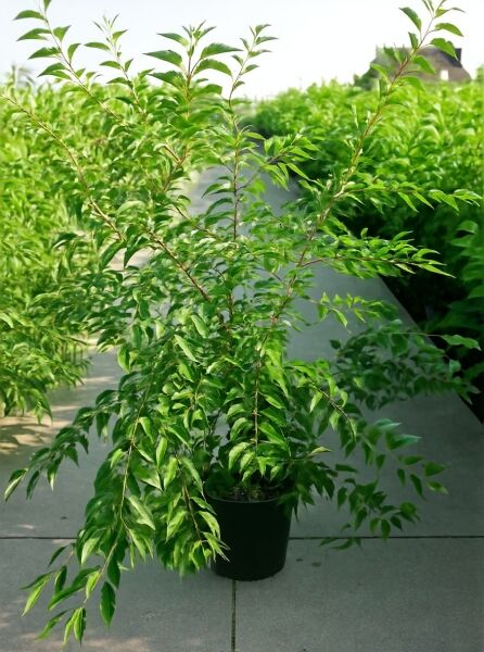 Prunus subhirtella 'Fukubana' (Frühlingskirsche/Higankirsche) 125-150 cm C25, mehrtriebige Pflanze im Container mit grünen Blättern.