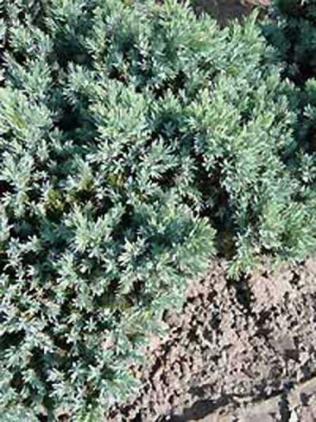 Juniperus squamata 'Blue Star' / Zwerg-Wacholder 'Blue Star'