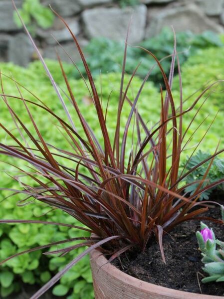 Uncinia rubra (Mahagoni-Gras) mit schmalen, bogig überhängenden, rotbraunen Grasblättern im Topf