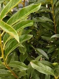 Kirschlorbeer 'Reynvaanii' / Prunus laurocerasus 'Reynvaanii'