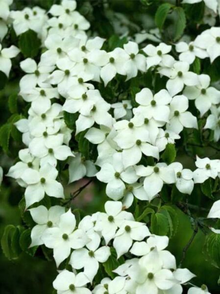 Japanischer Blumen-Hartriegel 'Madame Butterfly' / Cornus kousa 'Madame Butterfly'