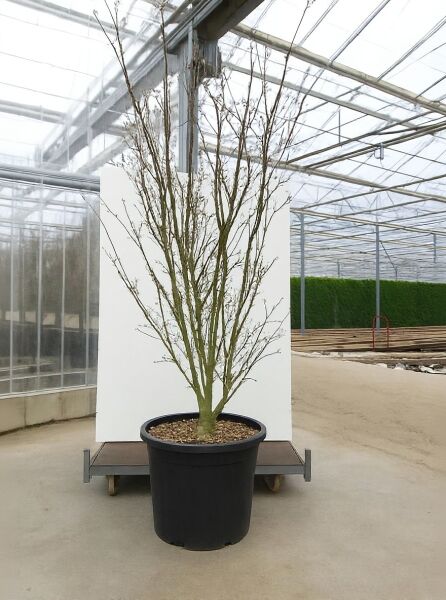Japanischer Blumen-Hartriegel Cornus kousa 'Scarlet Fire'®, mehrstämmig, ca. 250–300 cm, im Container C110.