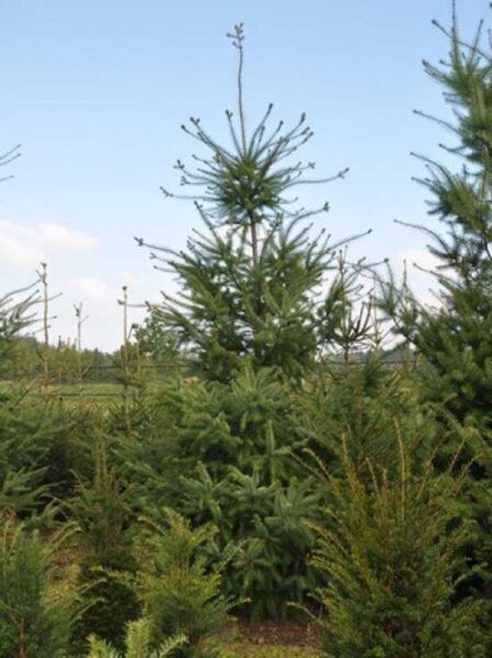 Pseudotsuga menziesii (Douglasie) Nadelbaum, Wuchshöhe 350-400 cm, mehrtriebig mit durchgehendem Mitteltrieb.