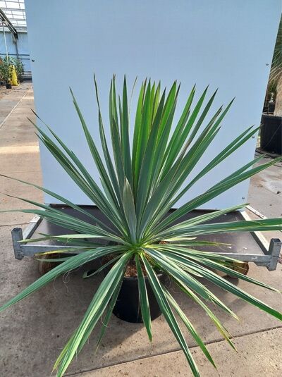 sansevieria trifasciata green hahnii Dwarf Snake Plant main image 0