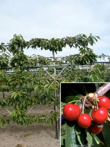 Süßkirsche Kordia 'Boden-Spalier' H:160 B:160 T:20 (Stamm 50 cm) / Prunus avium 'Kordia'