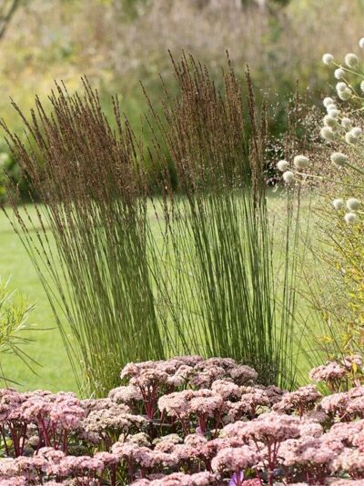 Kleines Moor-Pfeifengras 'Moorhexe' / Molinia caerulea 'Moorhexe'