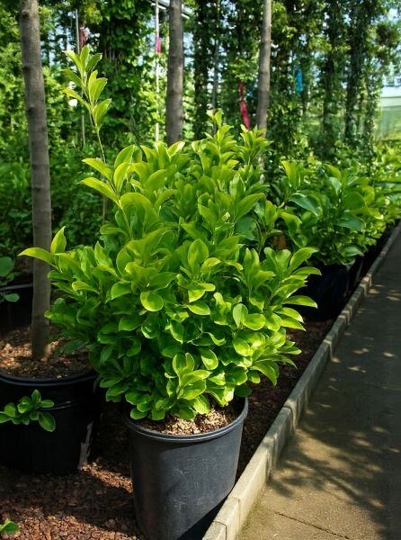 Japanischer Spindelstrauch 'Aureus' (Euonymus japonicus) 40–50 cm C10 im Topf, dichter Strauch mit gelbgrünen Blättern.
