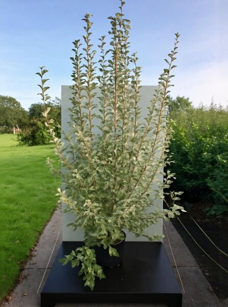 Silberne Russische Olive (Elaeagnus angustifolia) 'Quicksilver', 150-175 cm, C20, Strauch im Topf mit silbrigem Laub.