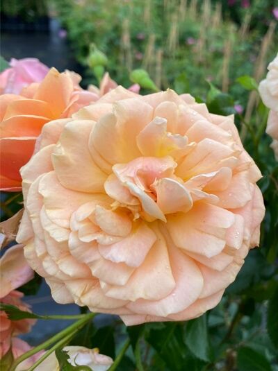Rosa 'Peach Melba'® / Kletterrose 'Peach Melba'® mit gefüllten apricot-rosafarbenen Blüten und grünen Blättern