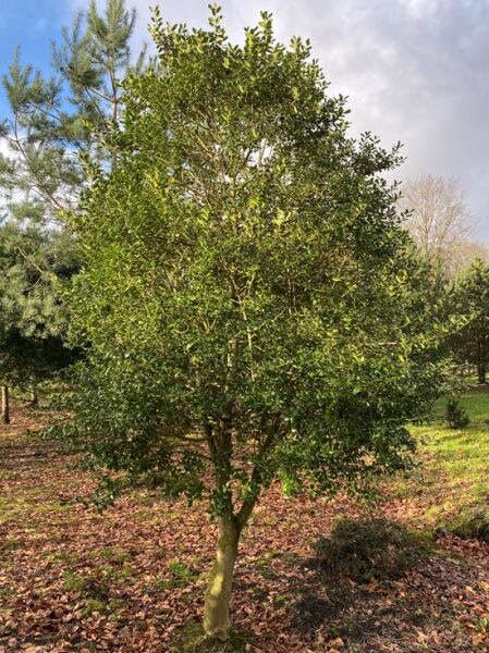 Stechpalme 'Washington' (Nr.308) / Ilex 'Washington' 200 cm breit x 350-400 cm hoch