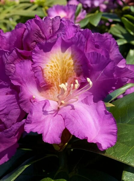 Rhododendron Hybride 'Tamarindos' (Rhododendron 'Tamarindos'), violette Blüte mit hellem Schlund und Staubgefäßen, Laub sichtbar