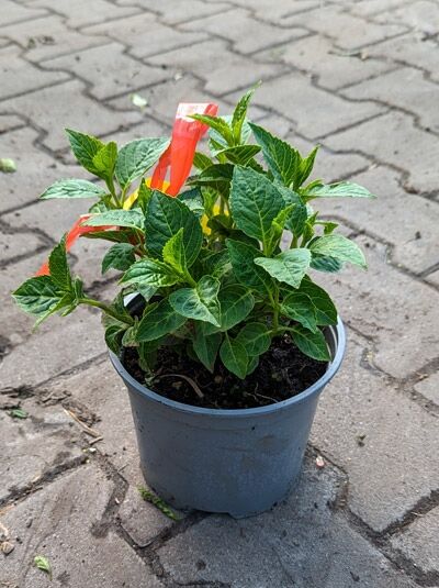Bauern-Hortensie Hydrangea macrophylla 'Pia', grüne Pflanze im C3-Topf, 25–30 cm, mit Etikett am Trieb.