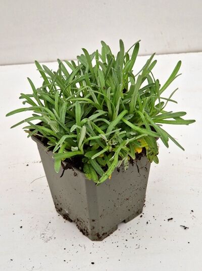 Leontopodium alpinum 'Zugspitze' – Alpen Edelweiß, kompakte Pflanze im Topf P9 mit schmalen grünen Blättern