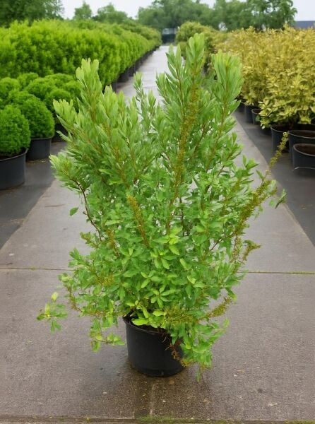 Myrica gale (Gagelstrauch) 80-100 cm C20, aufrechter Strauch im Container mit grünem Laub und Blütenständen