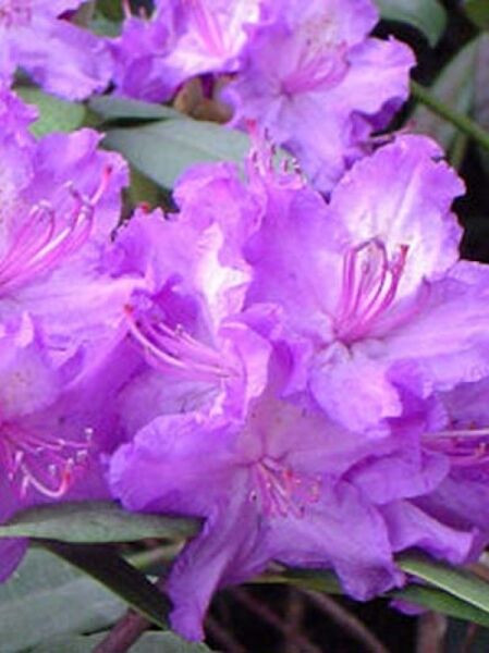 Rhododendron 'Everestianum' / Rhododendron Hybride 'Everestianum'