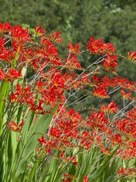 Garten Monbretie 'Lucifer' / Garten Monbretie 'Lucifer'