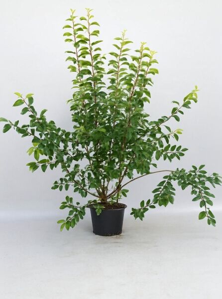 Malus 'Red Sentinel' / Zierapfel 'Red Sentinel' 175-200 cm C20, mehrstämmiger Strauch im Container mit grünem Laub.