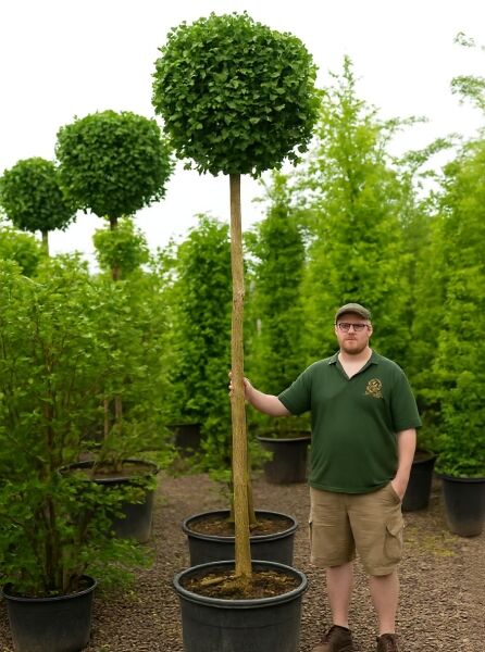 Kugel-Ginkgobaum Ginkgo biloba 'Mariken' mit kugeliger Krone, Hochstamm ca. 225 cm, im Container.