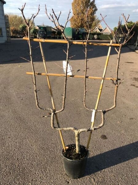 Pyrus communis 'Williams Christ' (Birne 'Williams Christ') Spalier doppelte U-Form, Container C20, mehrtriebiger Jungbaum am Stützgerüst.