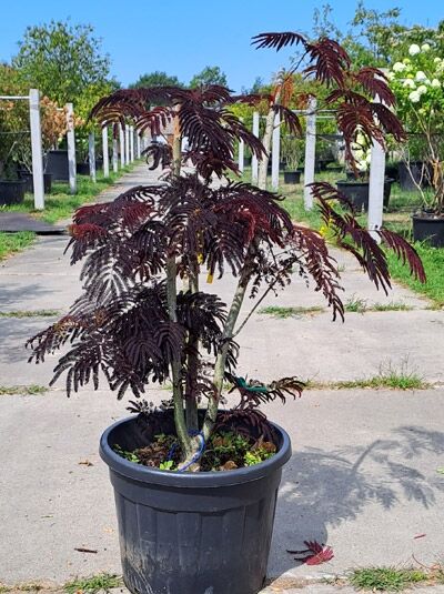 Seidenbaum 'Summer Chocolate' mehrstämmig 125-150 cm / Albizia julibrissin 'Summer Chocolate' (876400)