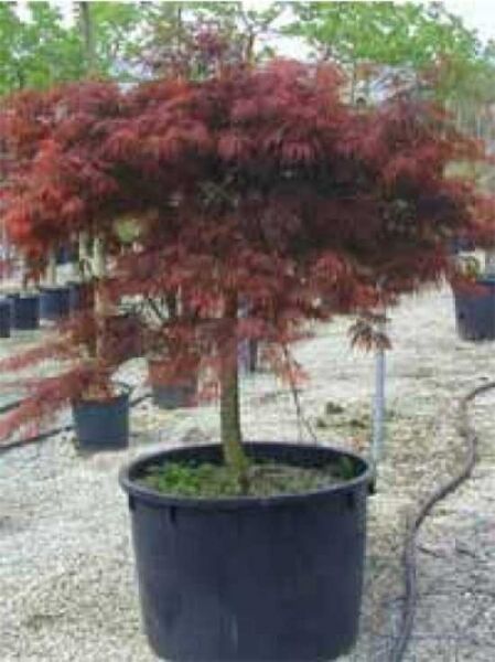 Acer palmatum 'Dissectum Garnet' auf Stamm / Dunkelroter Schlitz-Ahorn / Japanischer Ahorn