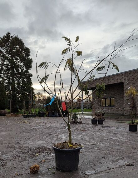 Seidenbaum Albizia julibrissin 'Ombrella' / 'Boubri' 150-175 cm C20 als Hochstamm im Topf mit locker verzweigter Krone.